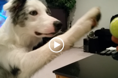Dog Video 26